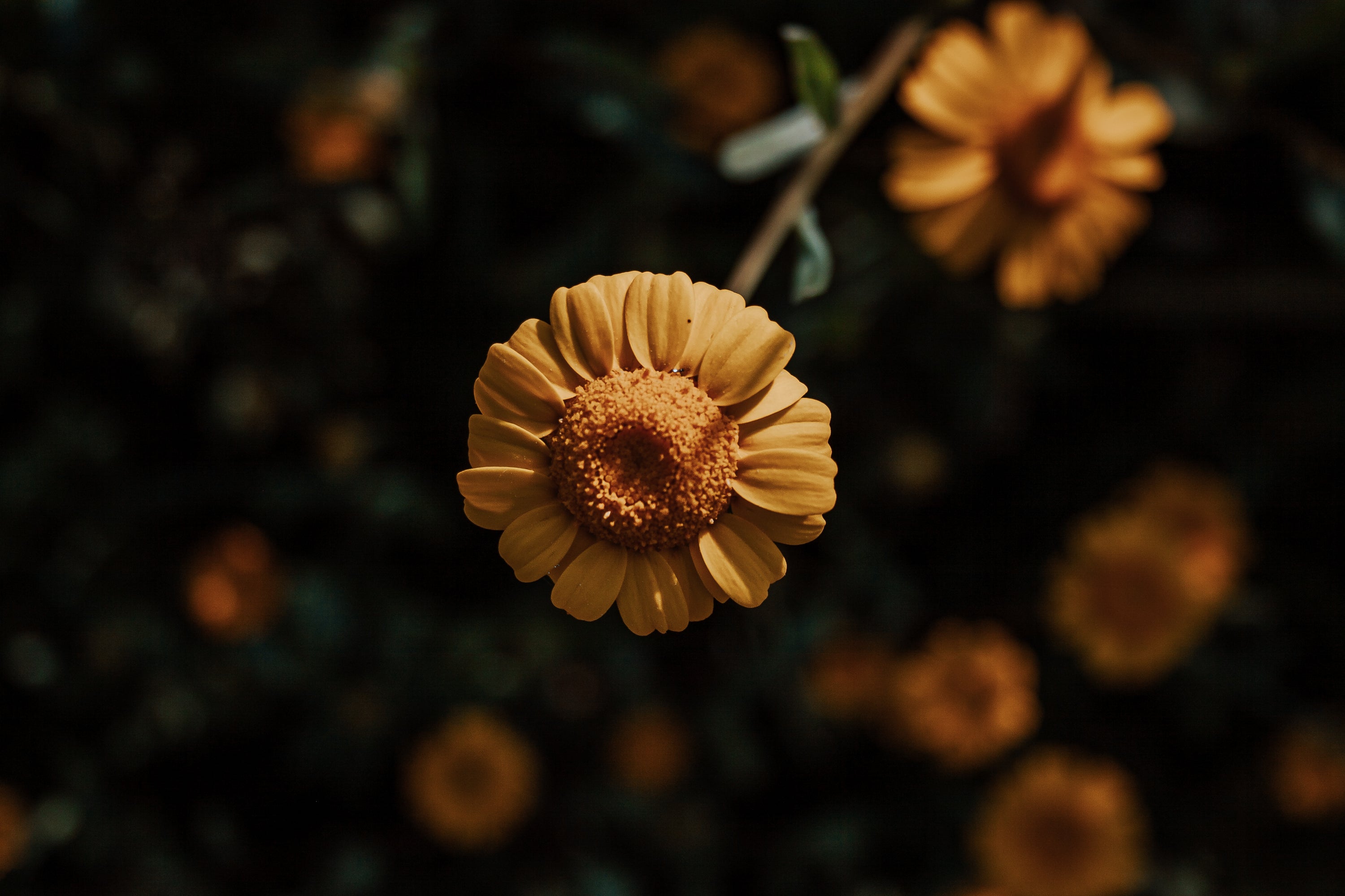 close up of a small yellow flower