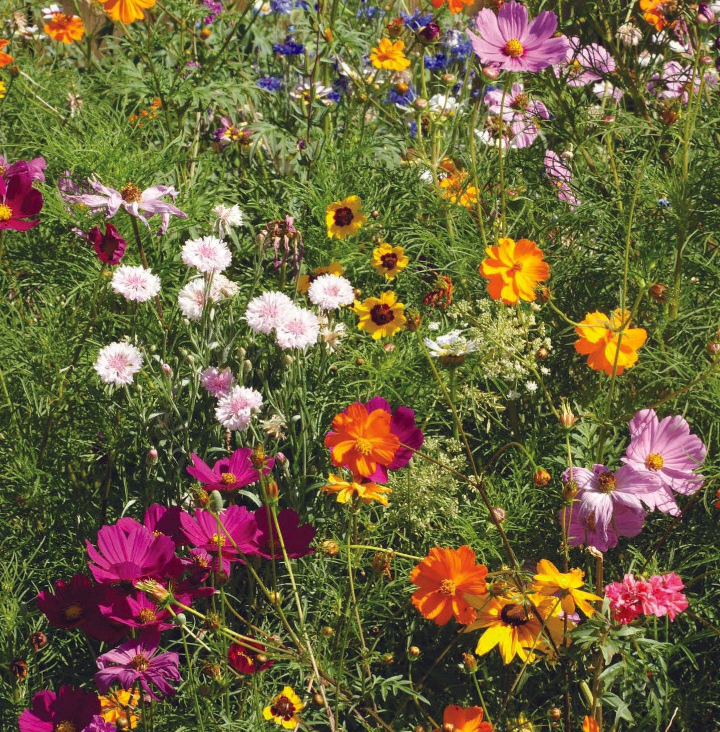 He Makes Everything Beautiful - Pollinator Wildflower Mix Seed Packets
