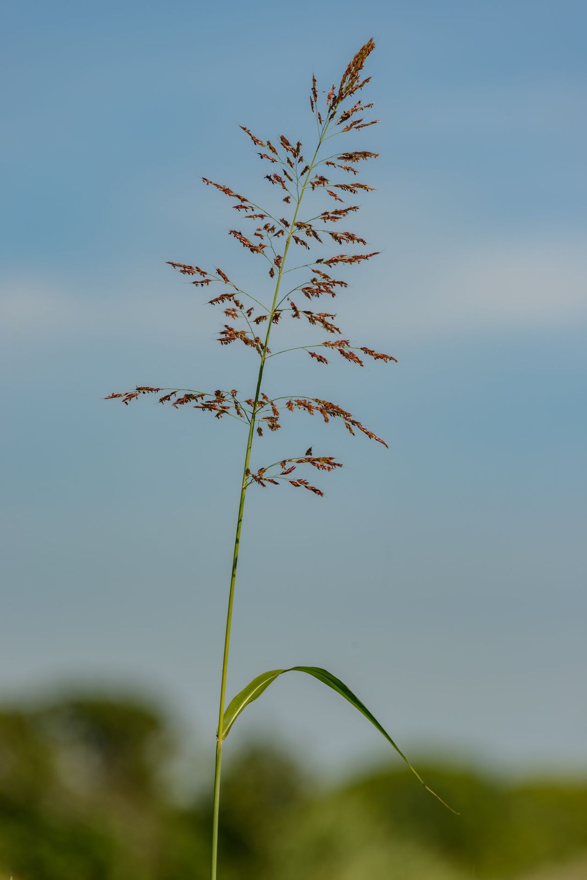 Farm Fresh Broomcorn
